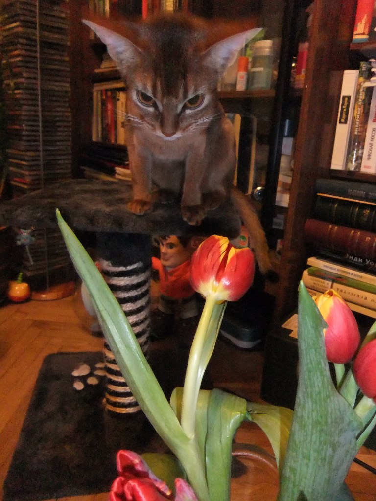 Елена Савостикова | Санкт-Петербург