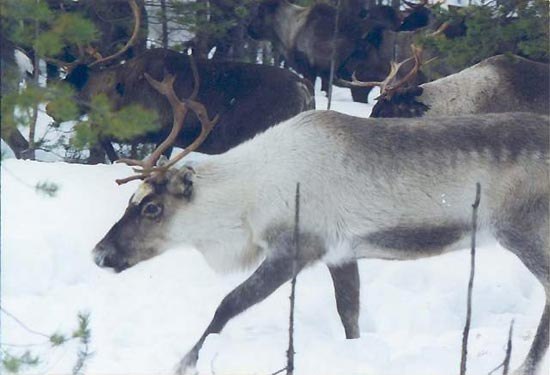 Андрей Судник | Барановичи