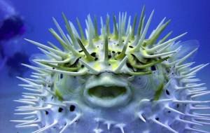 Костя Степанов Black Crow xD | Одесса