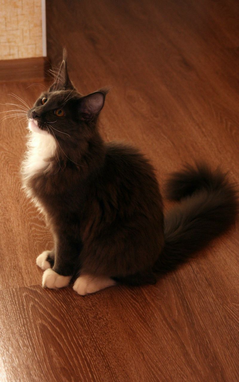 Полина Лазебная | Санкт-Петербург