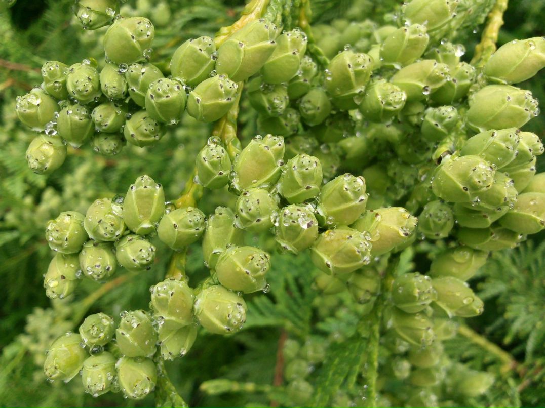 Лиза Балякина | Тверь