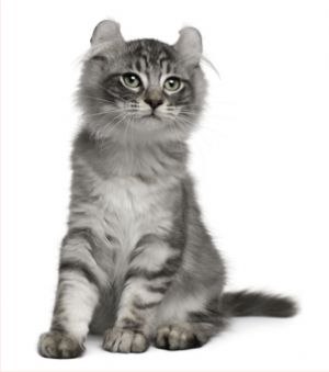 Kitty Yo | Москва