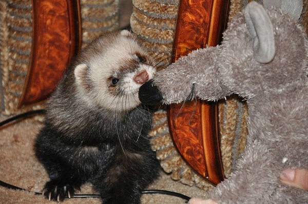 Юлия Стриженко | Ковров