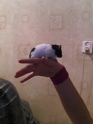 №41, Полина Харченок, Гатчина №41, Полина Харченок, Гатчина