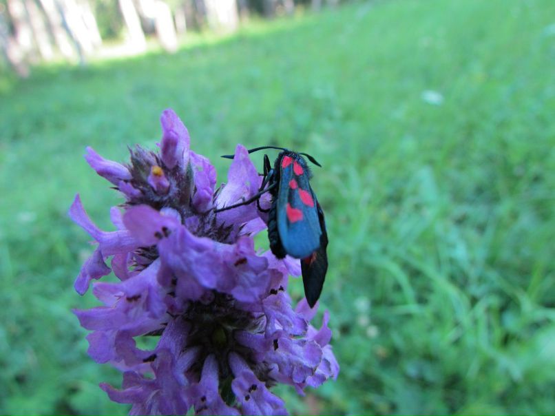 Яна Куклина Dance-Life | Мурманск