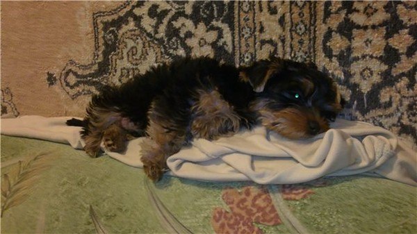 Сергей Лопатюк | Санкт-Петербург