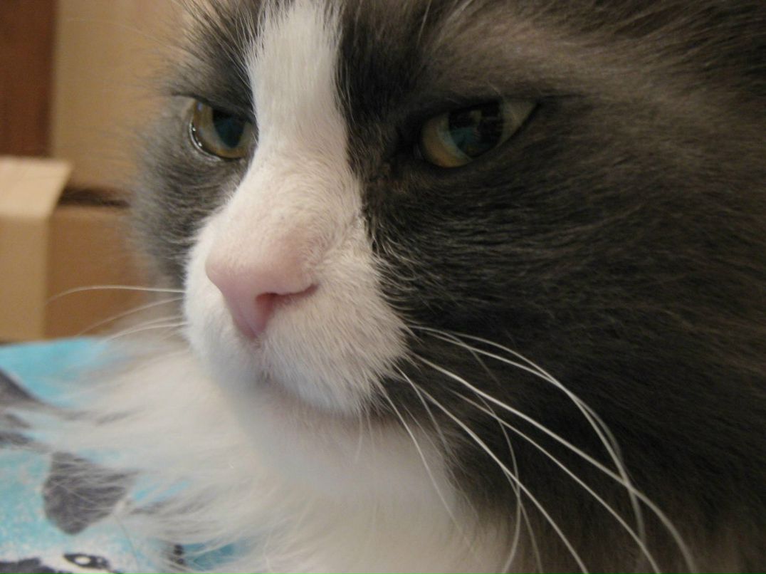 Светлана Белянкина | Сургут