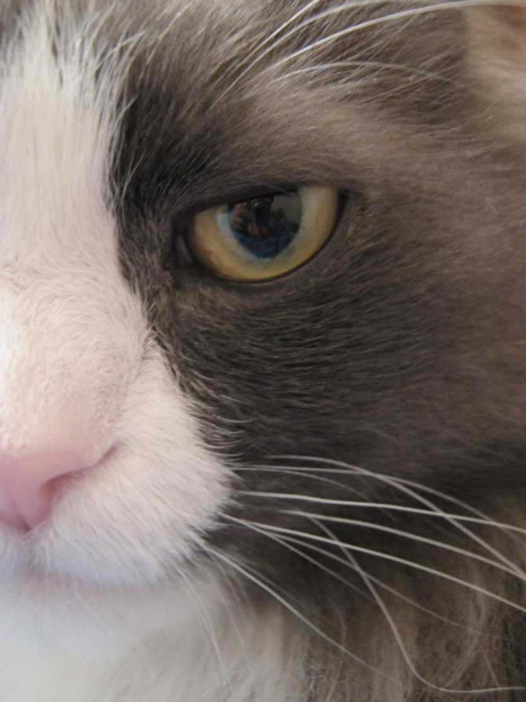 Светлана Белянкина | Сургут