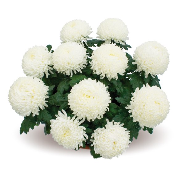 Ольга Ращенко | Рени