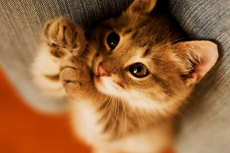 Антон Шенцов | Москва