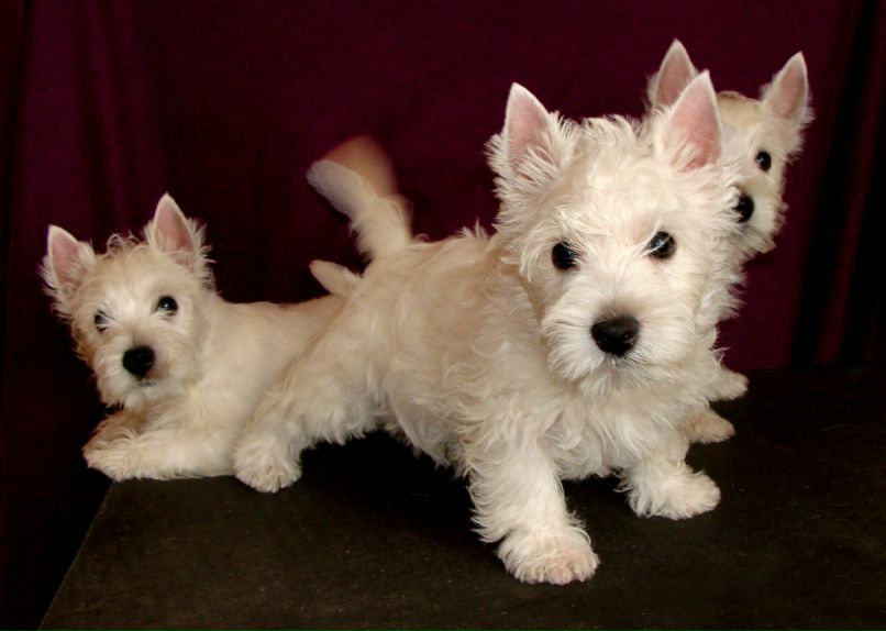 Елизавета Малюх Nightmare Moon | Киев