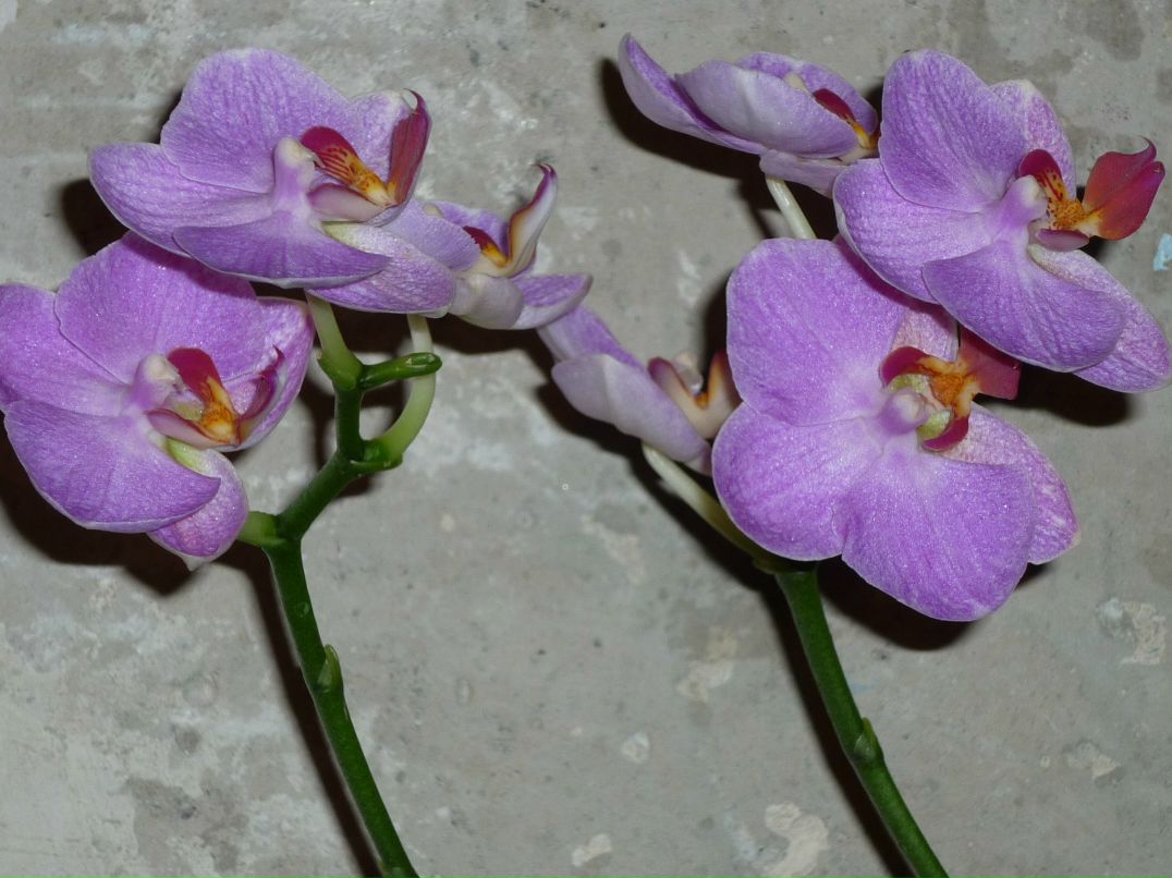 Нина Евсеева | Орск