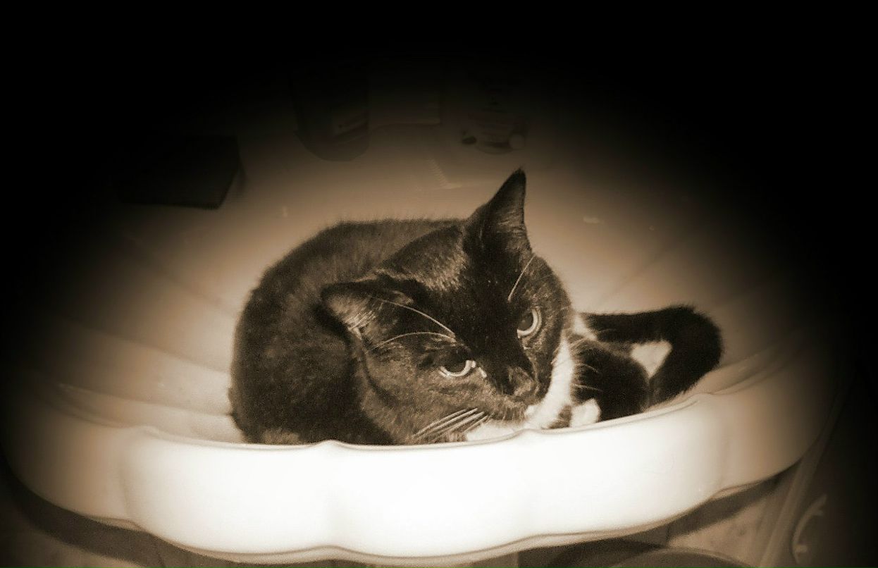 Инна Чернова | Новосибирск