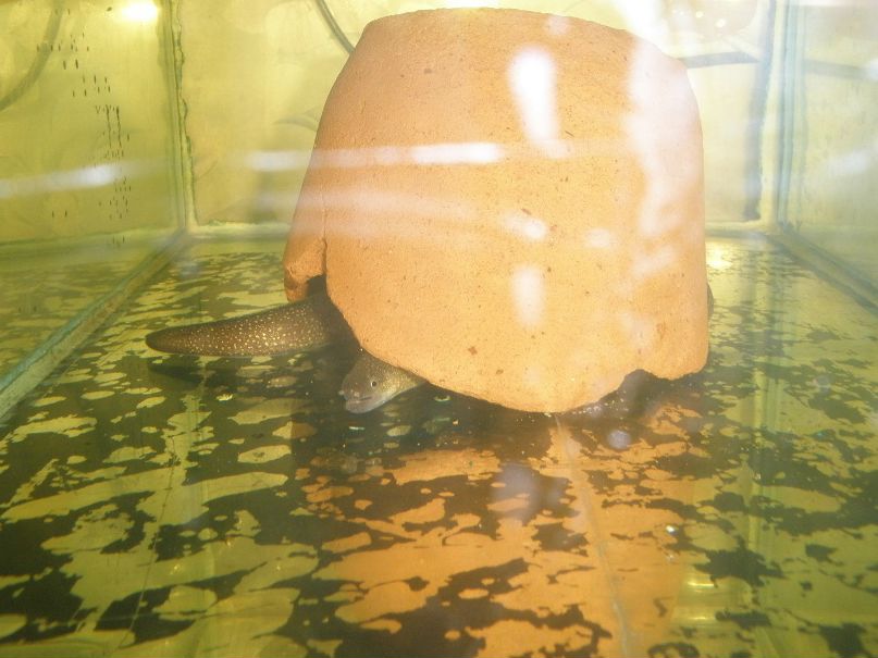 Александр Сватко | Киев