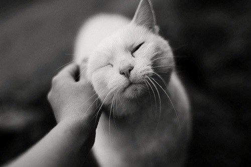 Карина Аушева | 