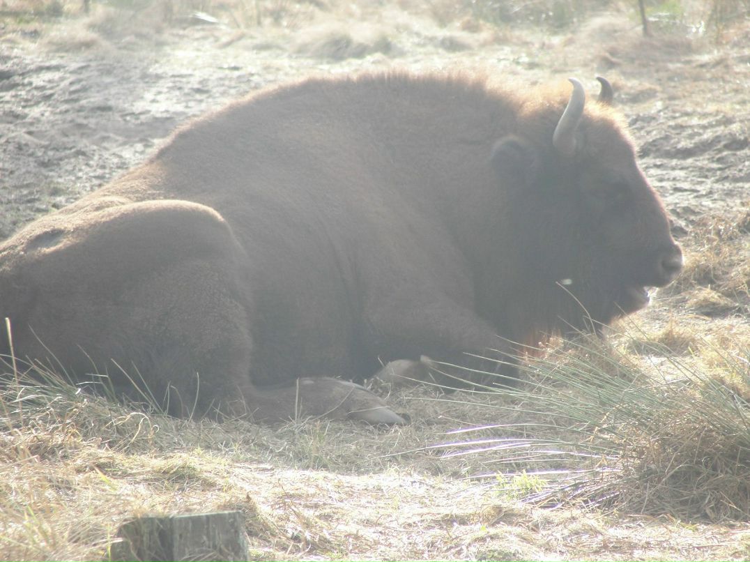 Илья Панасюк | Брест