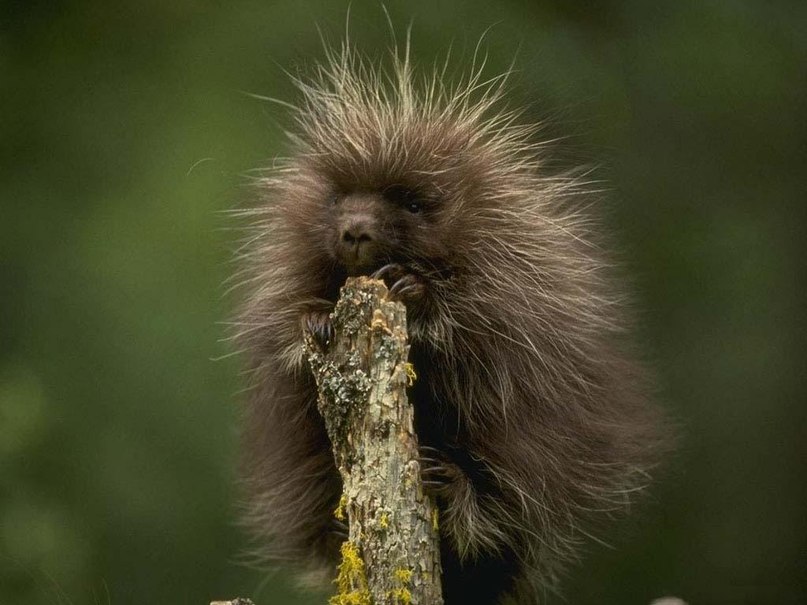 Анастасия Дмитрова | Архангельск