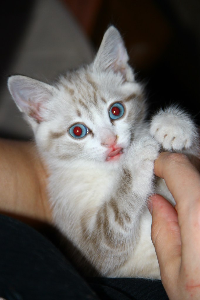 Джем Сладенький | Омск