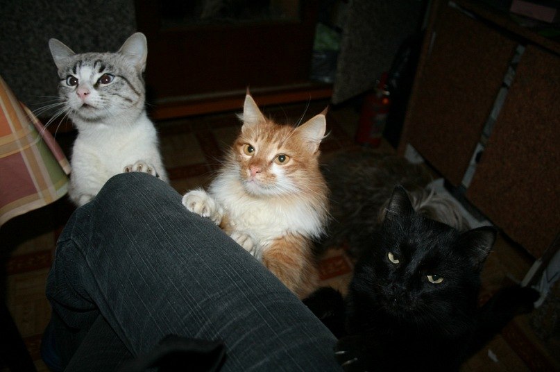 Галина Крамич | Шатура