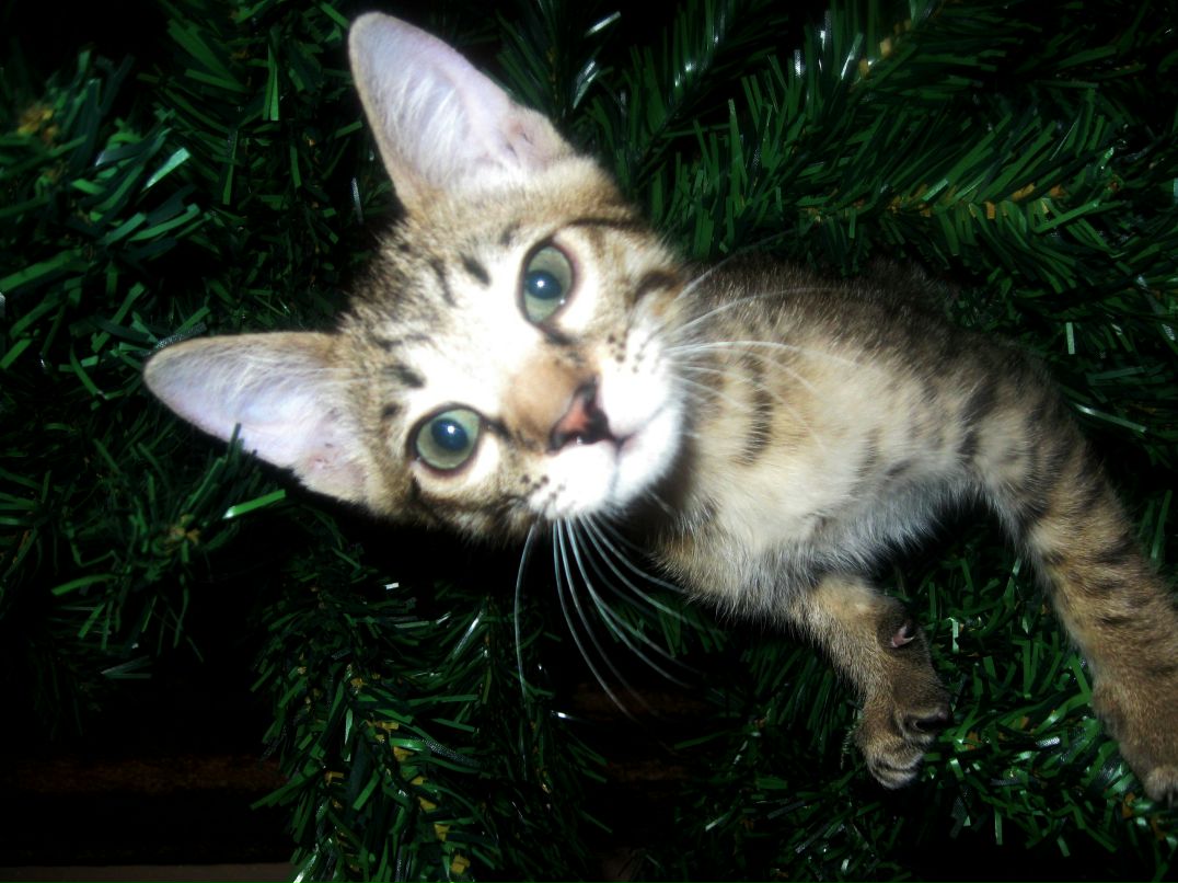 Руслан Алексеевич | Красноярск