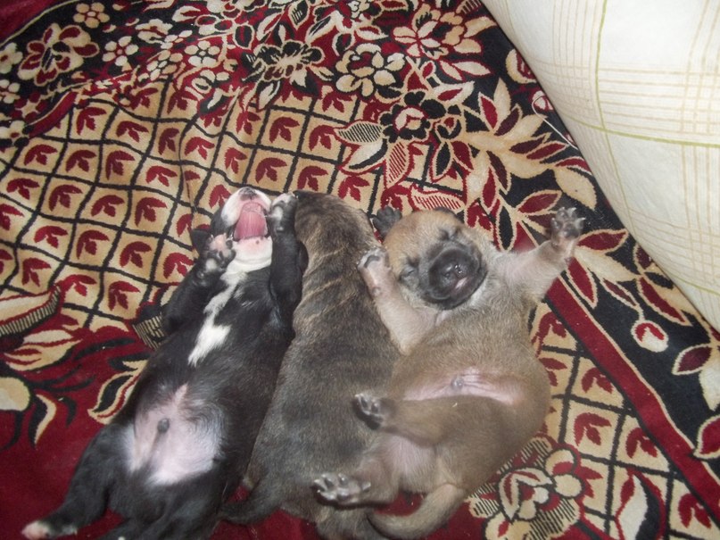 Сергій Дякунович | Сосновка