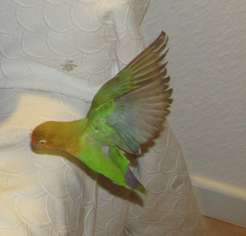 Надежда Стоева | 