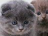 Анастасия Белицкая | Краснодар