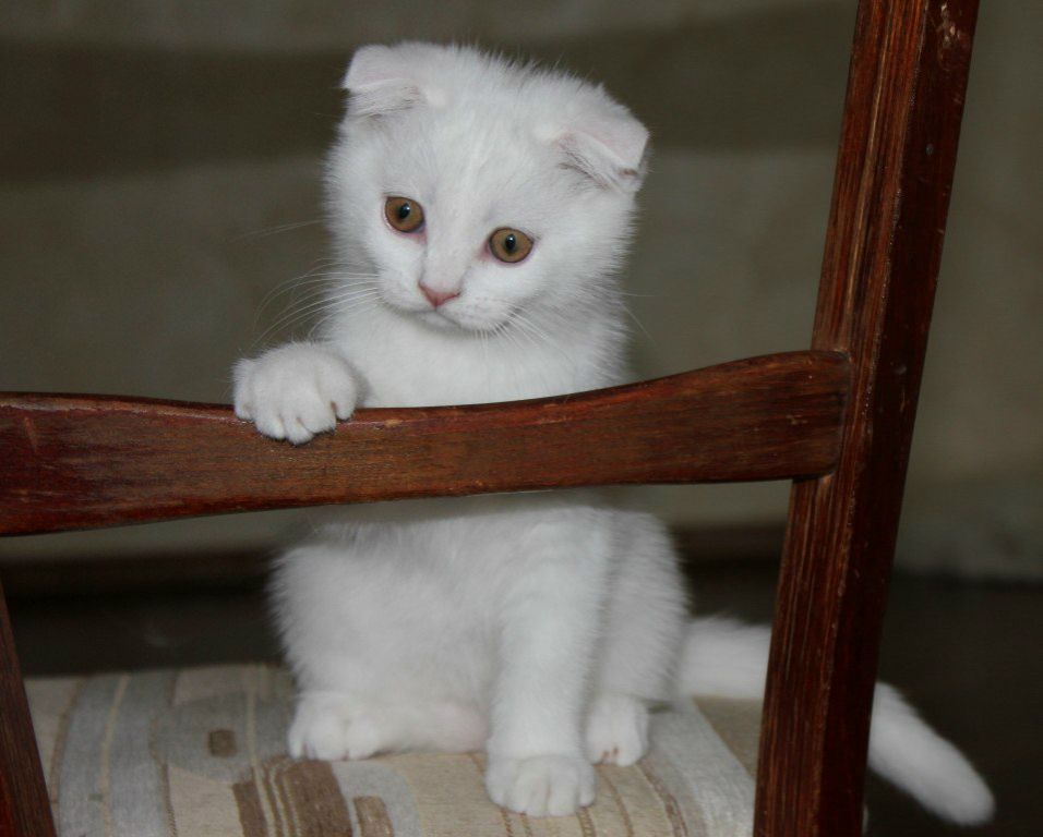 Александр Танков | Рига