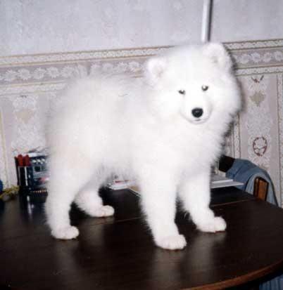 Дарья Волкова | Борисов