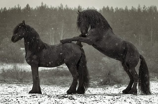 Эмануил Бенкендорф | Харьков