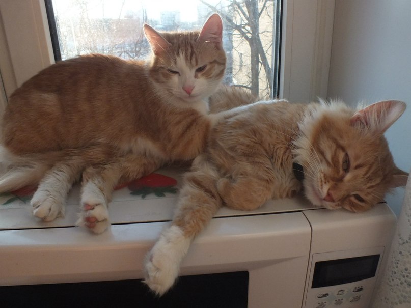 Вячеслав Болотин 