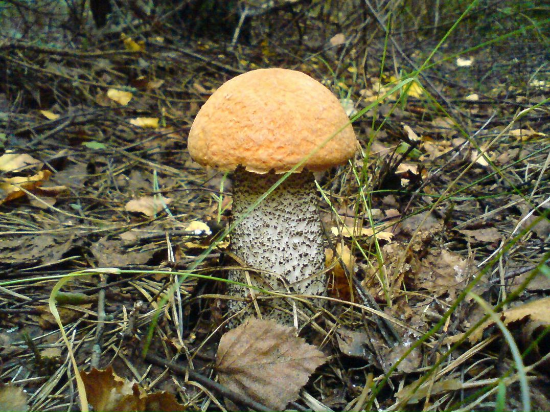 Алексей Бушай | Чернигов