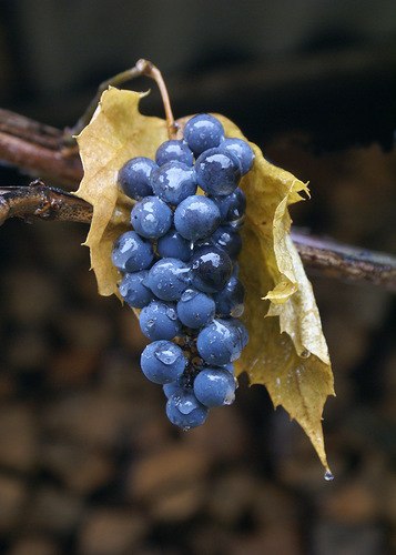 Евгений Левкович | Саяногорск