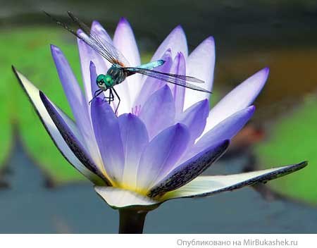 Марина Федорова | Санкт-Петербург