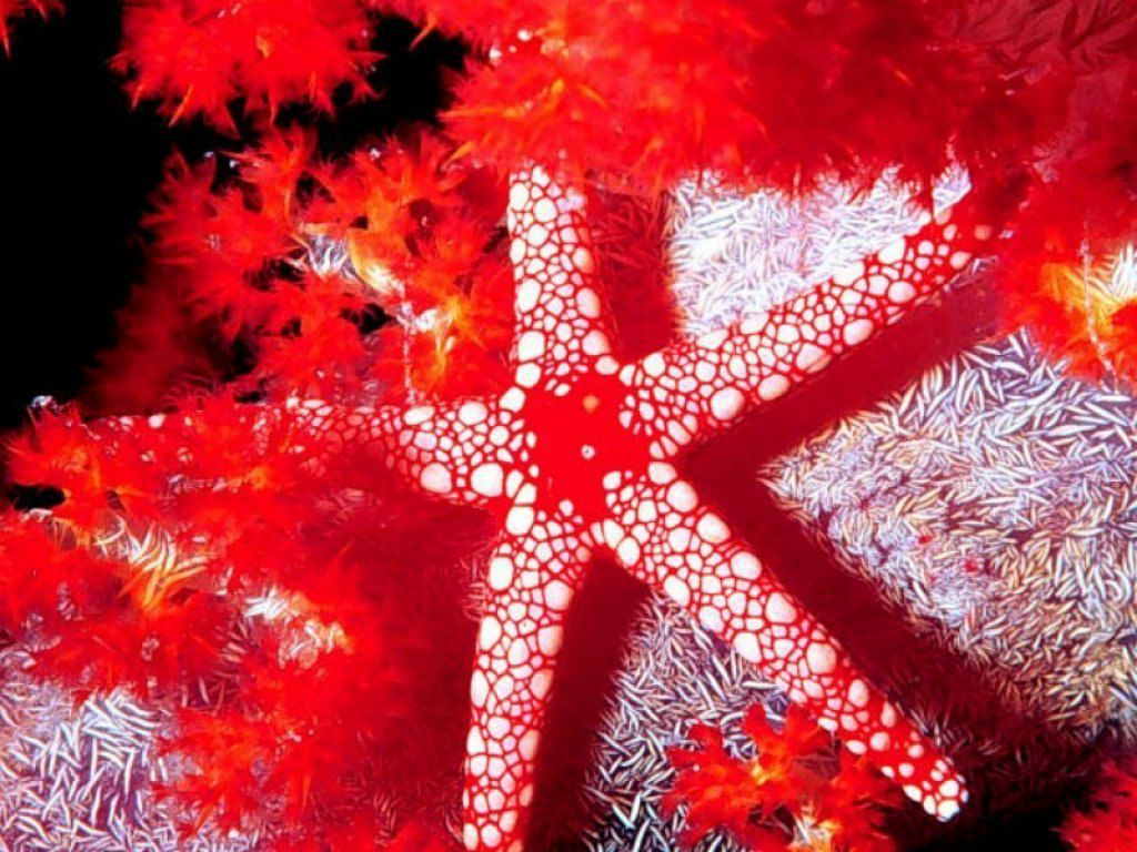 Марина Бойко | Запорожье