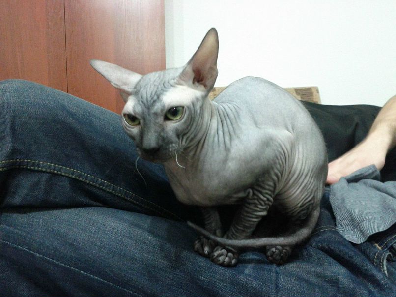 Александра Авксентьева Vampiropsycho | Ташкент