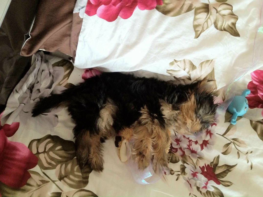 Анна Шандра | Киев