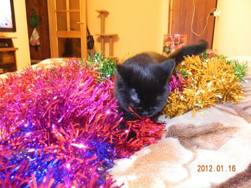 Екатерина Сафина | Санкт-Петербург