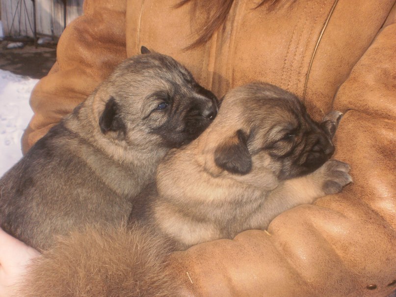 Анечка Прокопенко | Белая Церковь