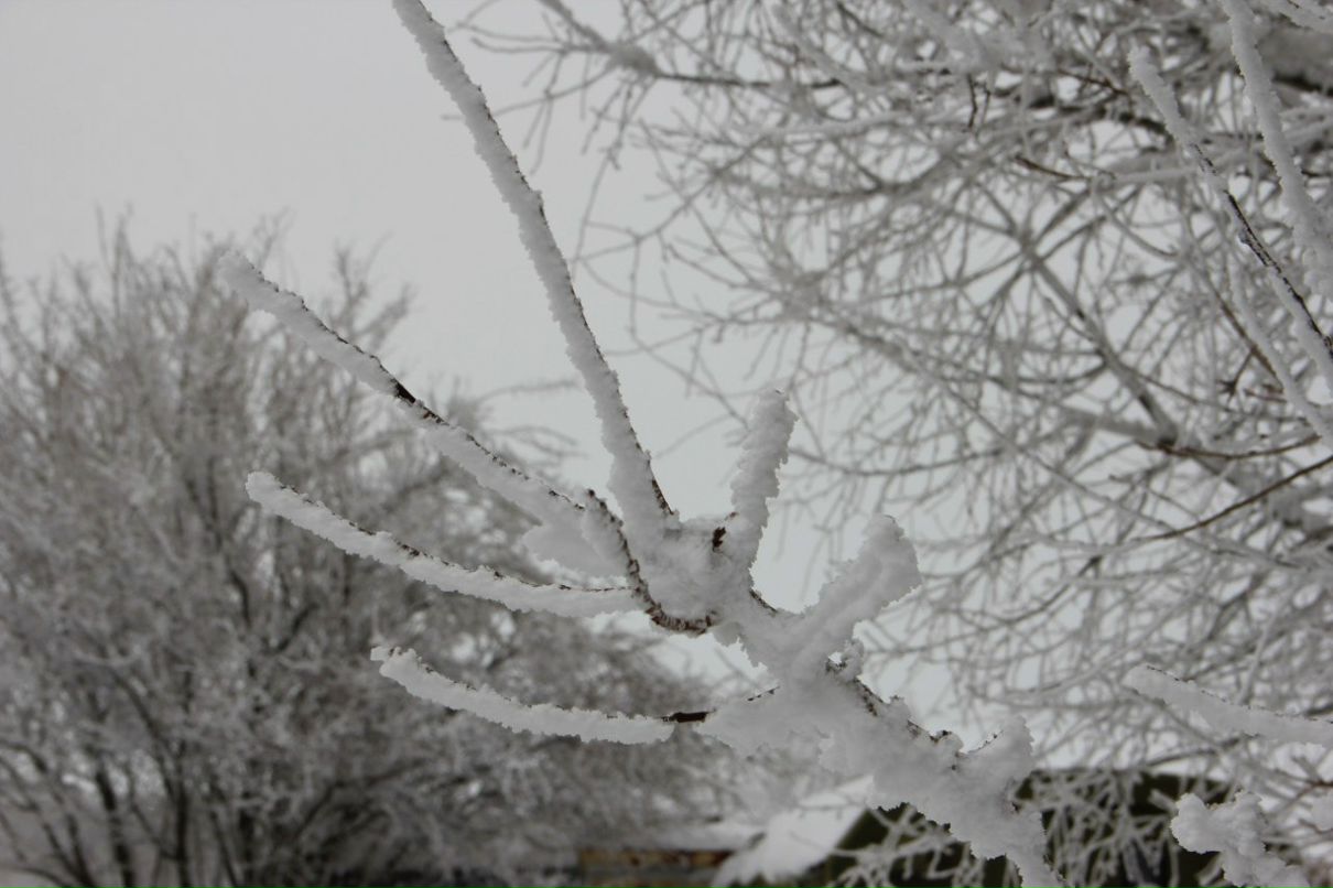 Алексей Пренко | Николаевка