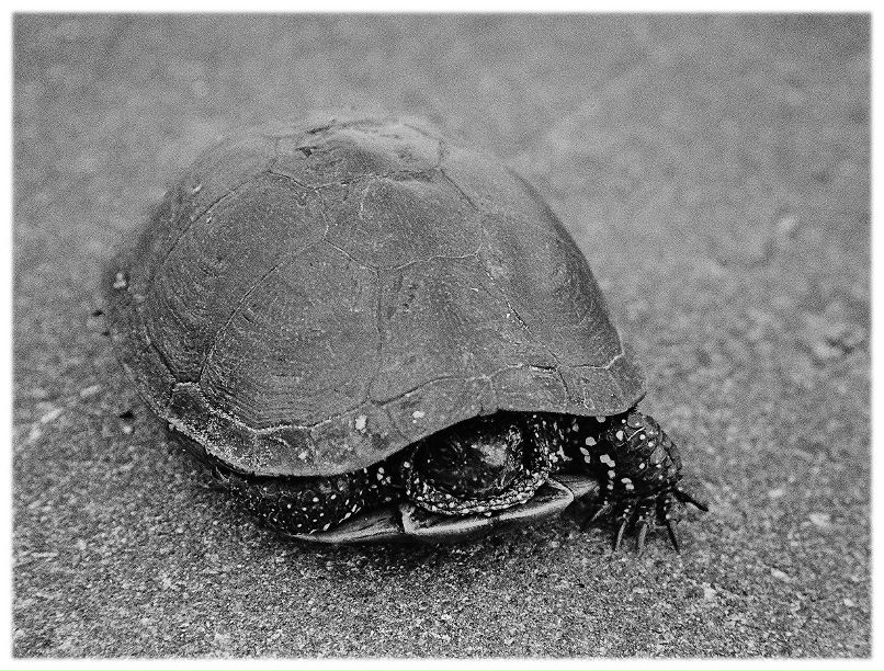 Алексей Коршакевич FReeMaN[ap] | Минск