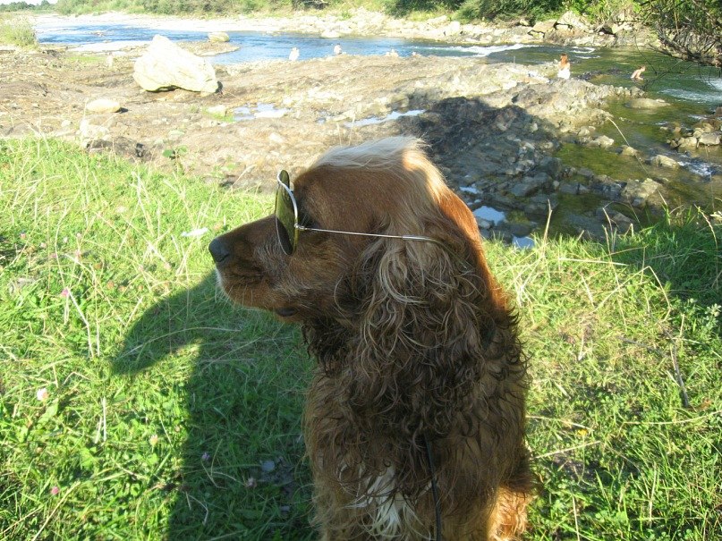 Андрій Сороковський | Звоняч