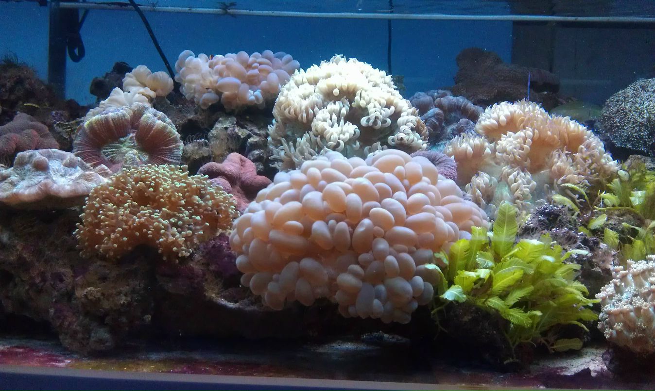 Кристина Дрёмина | Рязань