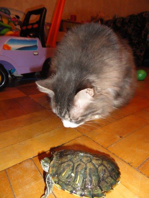 Полина Родыгина | Санкт-Петербург