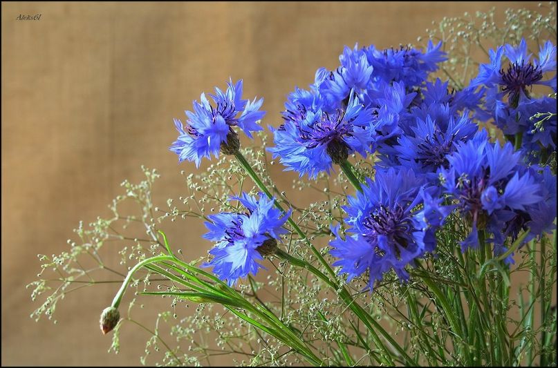 Екатерина Ленченкова | Санкт-Петербург