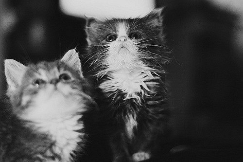 Елена Гвоздева | Александров (хутор)