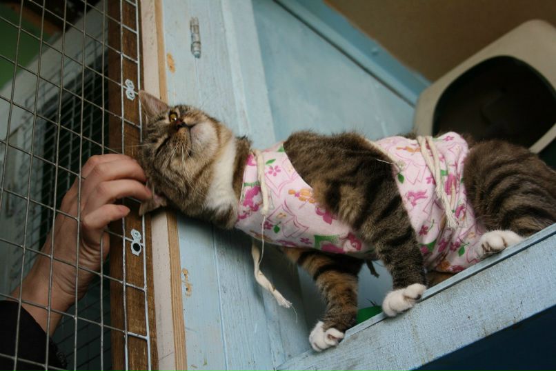 Александра Евграфова | Петрозаводск