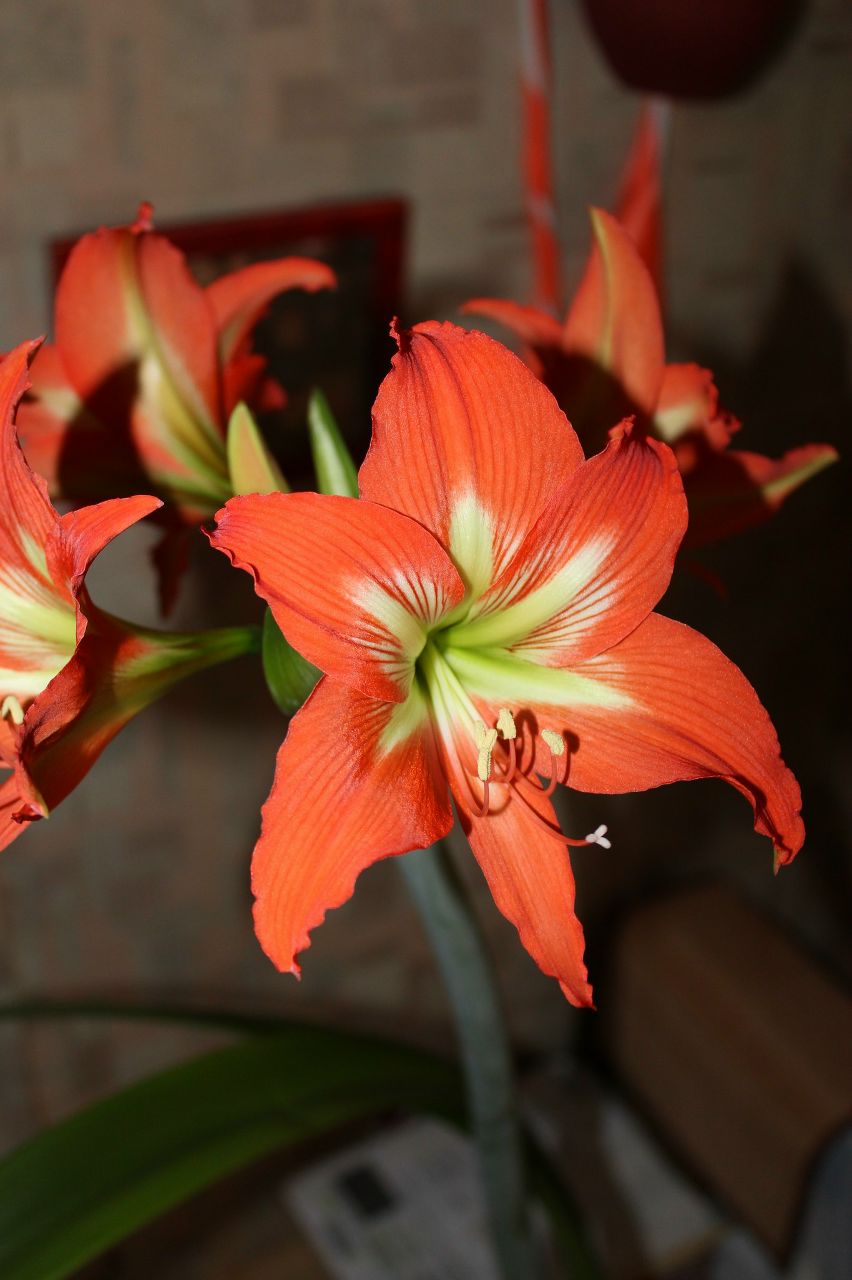 Роман Осипов ★ MAD ★ | Смоленск