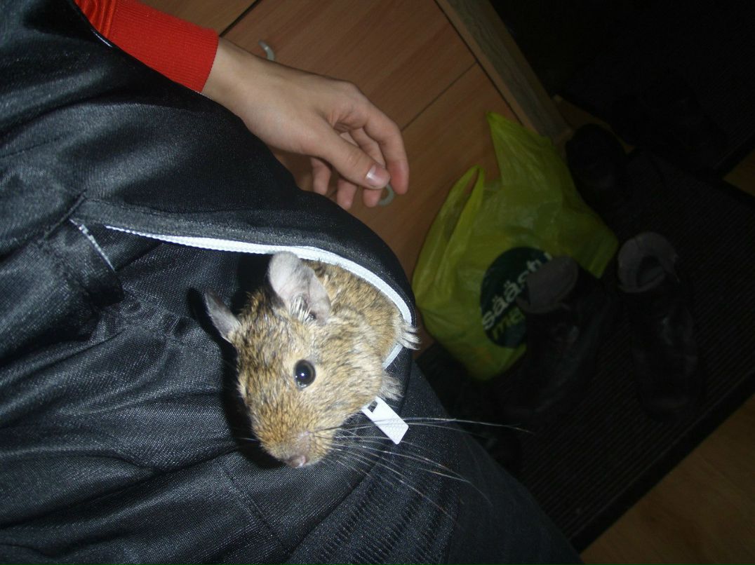 Максим Песиголовец | Таллин