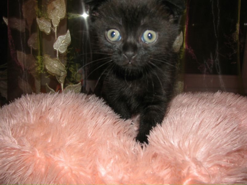 №146, Александр Лапчевский, 43 года, Киев №146, Александр Лапчевский, 43 года, Киев